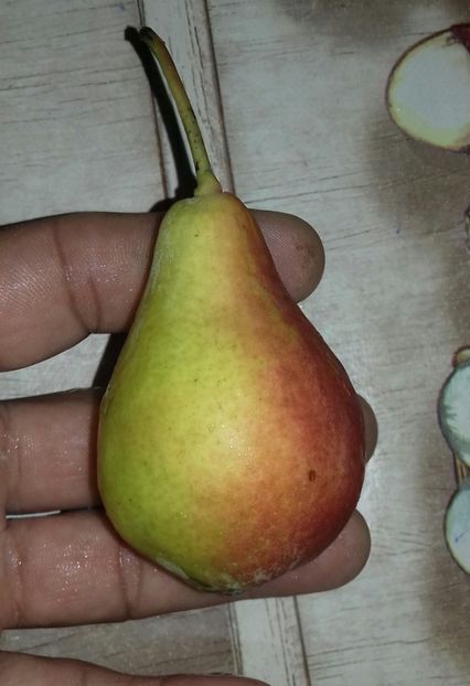 20180723_212208-1 - Par timpuriu de la zlatcoflorici