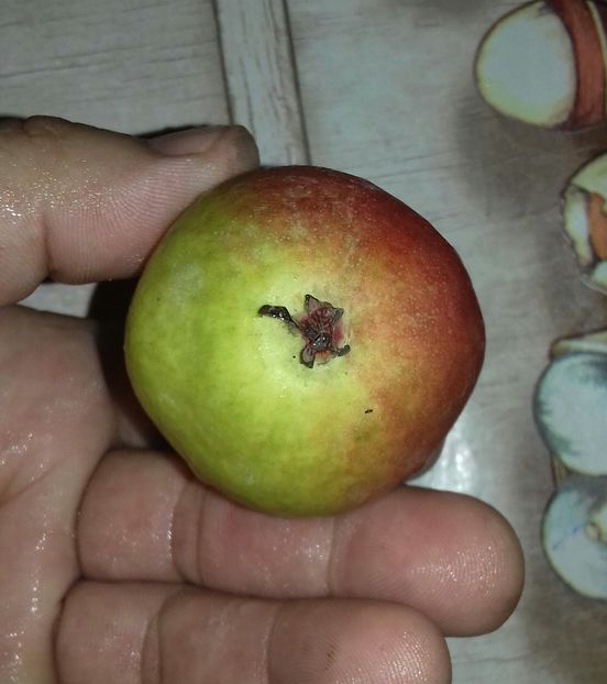 20180723_212212-1 - Par timpuriu de la zlatcoflorici