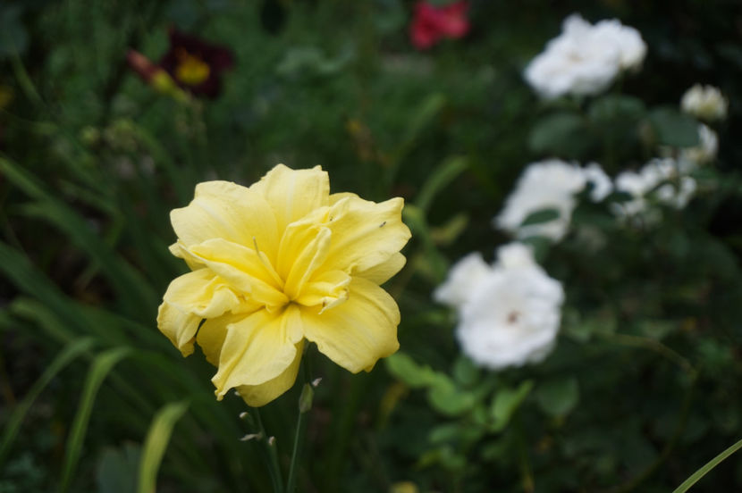  - Hemerocallis 2018- 2019