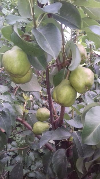  - Păr de la Ciprian