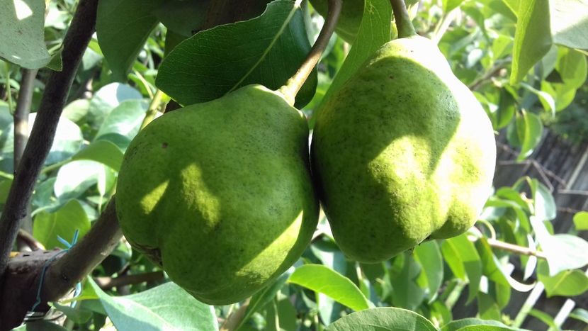  - Păr de la Ciprian