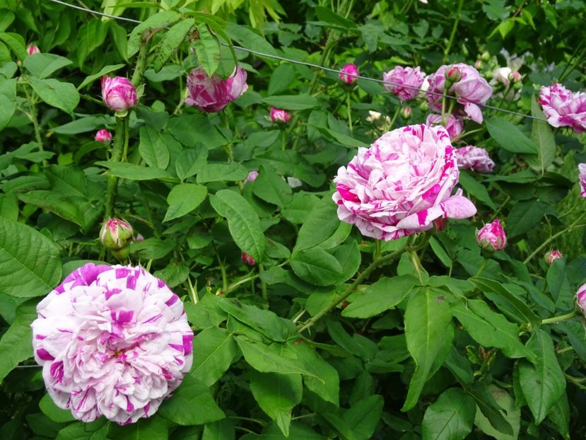 2014-09-24 22.02.58 - Bourbon-Variegata di Bologna