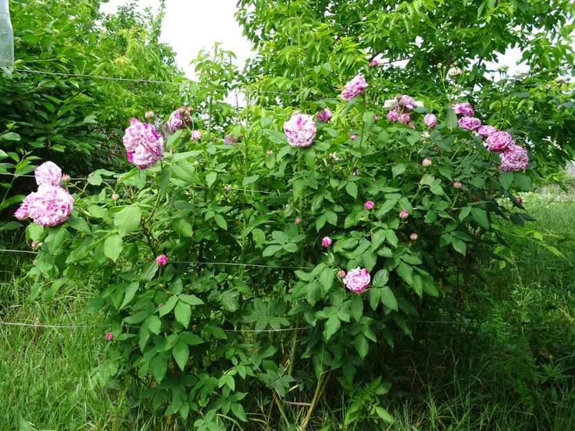 2014-09-24 22.00.18 - Bourbon-Variegata di Bologna