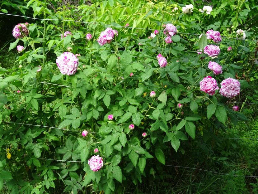 2014-09-24 22.00.39 - Bourbon-Variegata di Bologna