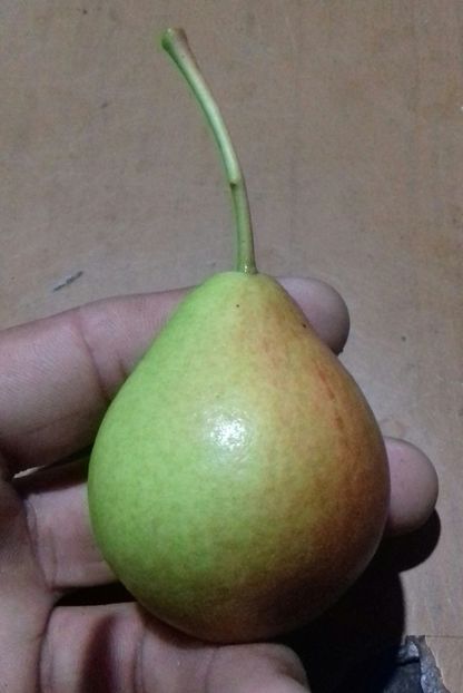 20180705_101547-1 - Păr de la Stela