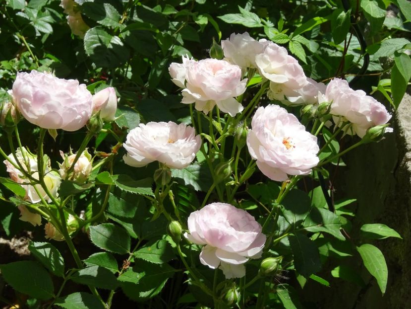 2014-10-06 22.31.32 - Versalius rose