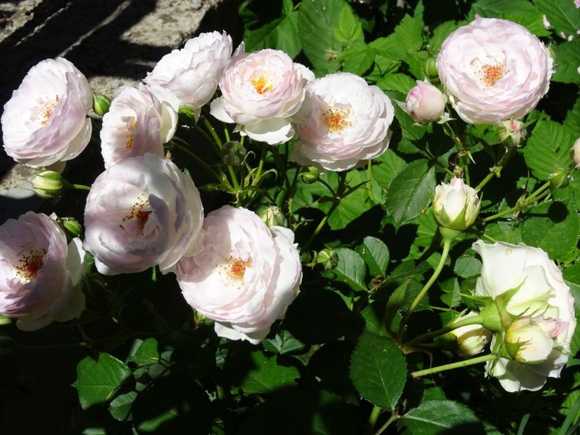 2014-10-06 22.31.37 - Versalius rose