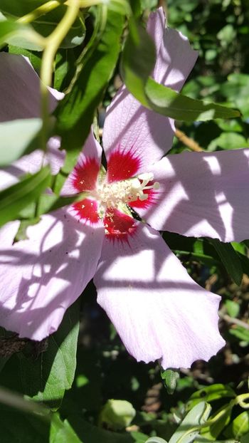  - Hibiscus de gradina