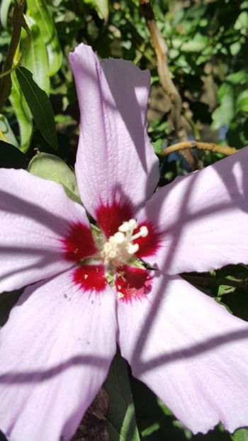  - Hibiscus de gradina