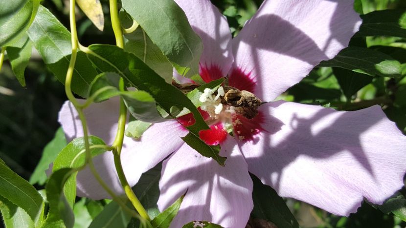  - Hibiscus de gradina