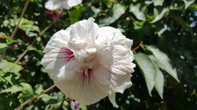  - Hibiscus de gradina