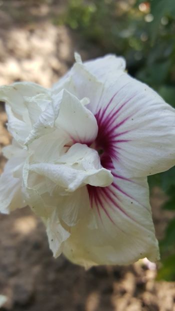  - Hibiscus de gradina