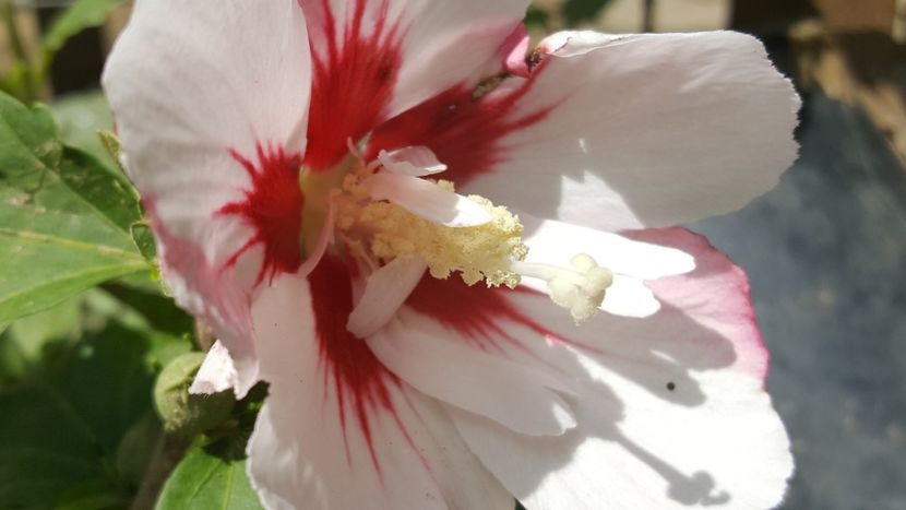  - Hibiscus de gradina