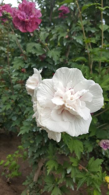  - Hibiscus de gradina