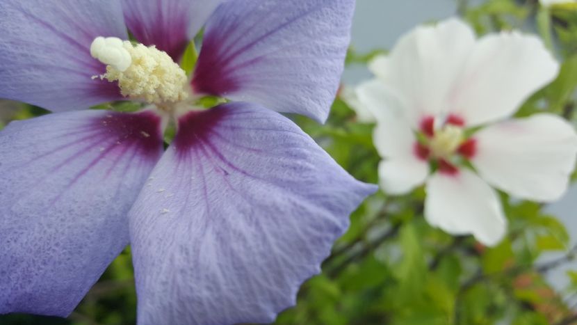  - Hibiscus de gradina