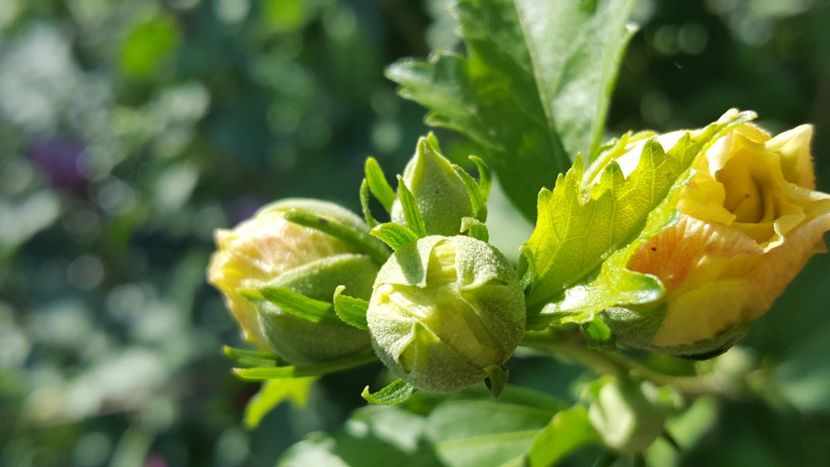  - Hibiscus de gradina