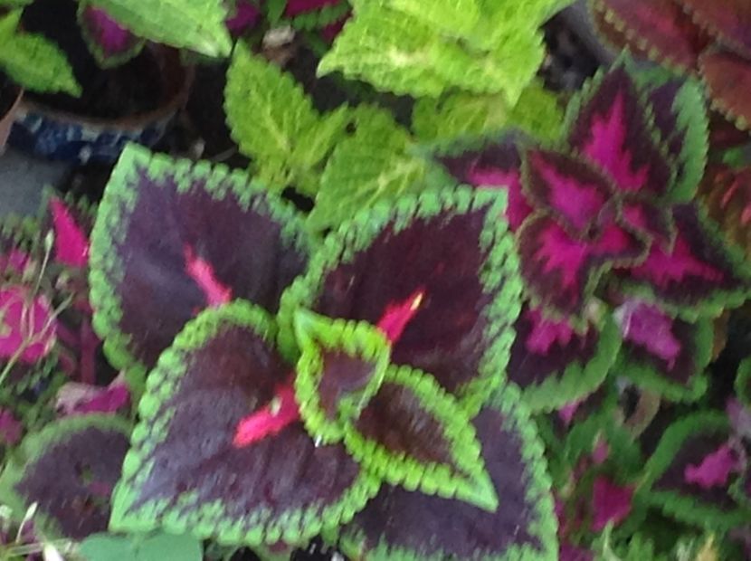  - Coleus Urzicuță