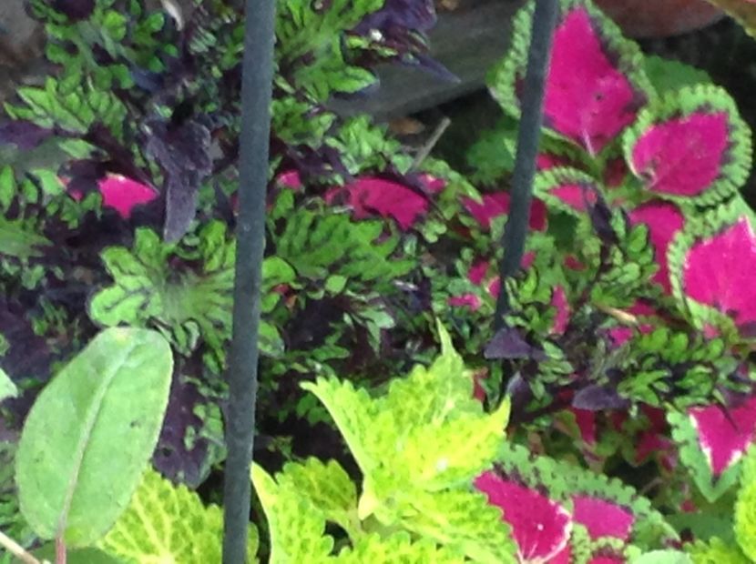  - Coleus Urzicuță