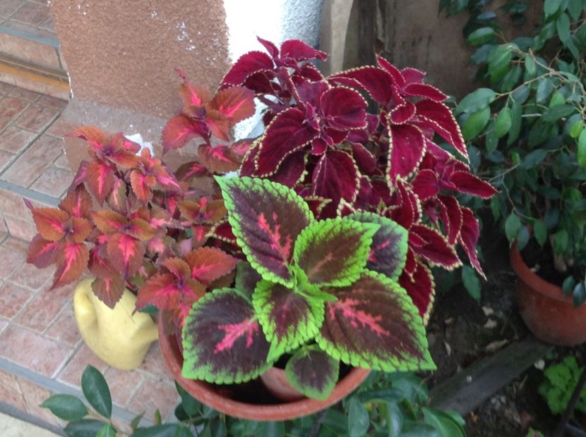  - Coleus Urzicuță