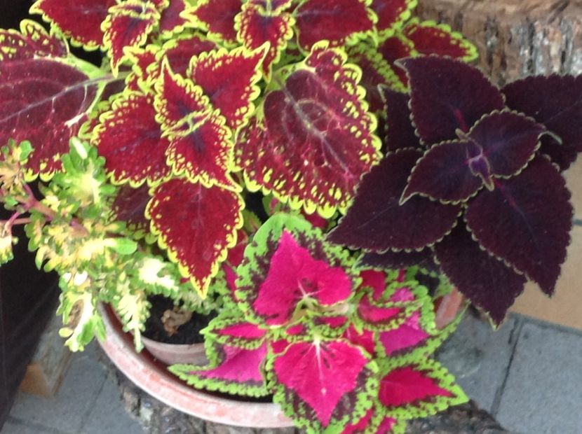  - Coleus Urzicuță