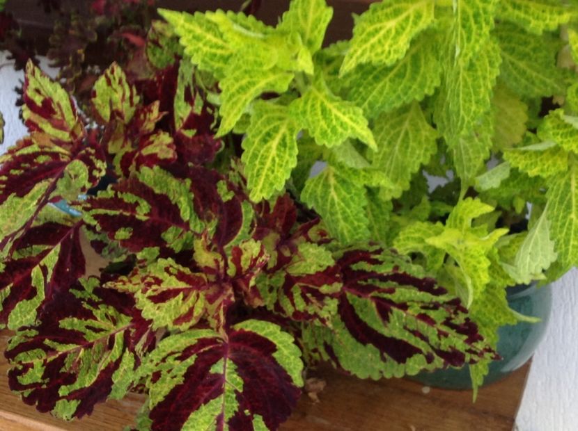  - Coleus Urzicuță