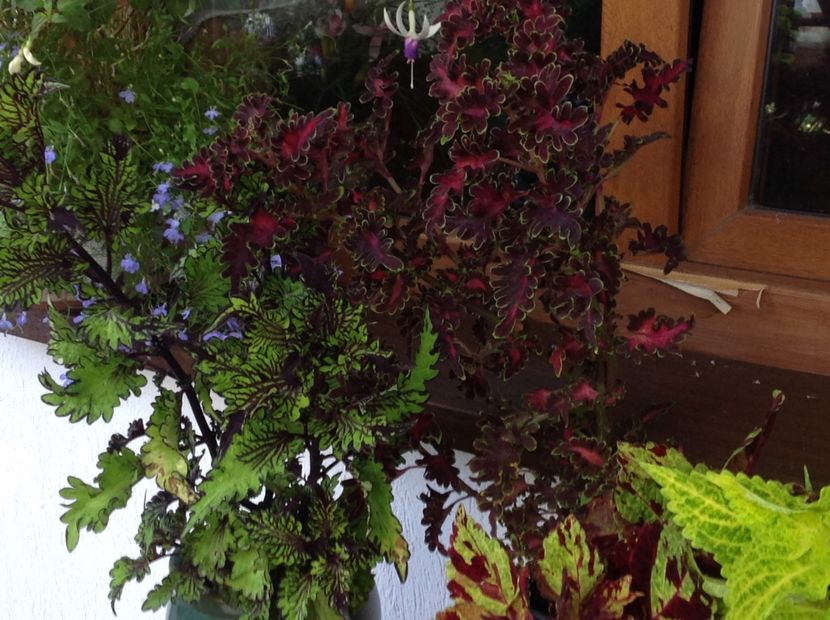  - Coleus Urzicuță