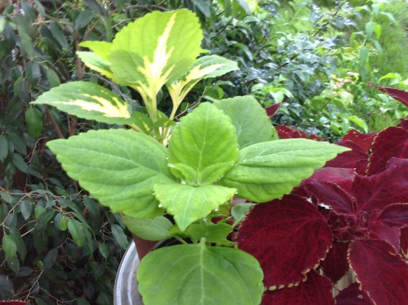  - Coleus Urzicuță