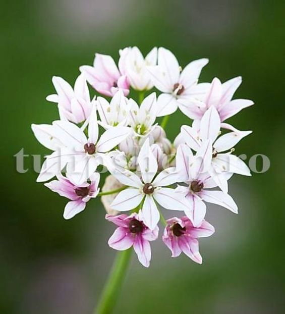 Bulbi Allium Cameleon (Ceapa decorativa) - Bulbi Flori Toamna 2018