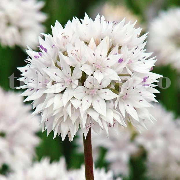 Bulbi Allium Gracefull (Ceapa decorativa) - Bulbi Flori Toamna 2018