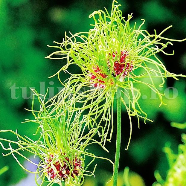 Bulbi Allium Hair (Ceapa decorativa) - Bulbi Flori Toamna 2018