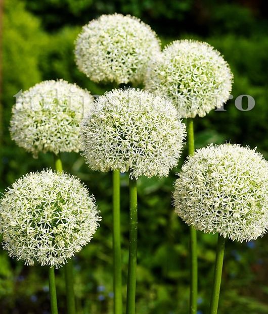 Bulbi Allium Mount Everest (Ceapa decorativa) - Bulbi Flori Toamna 2018