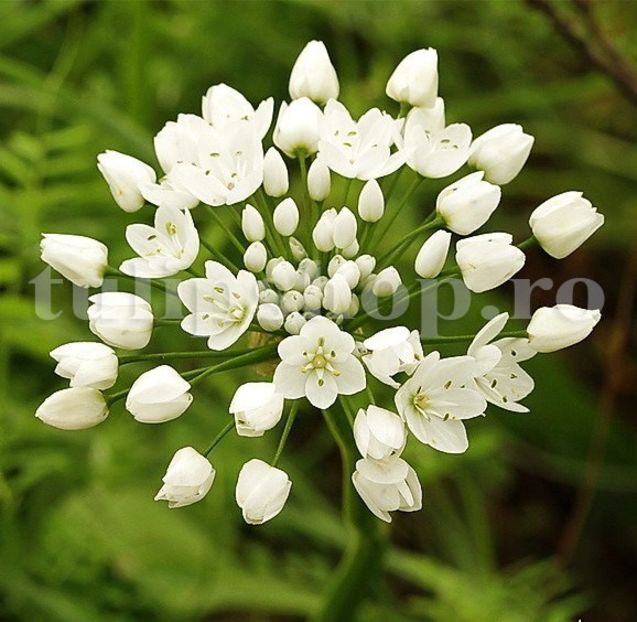 Bulbi Allium Neapolitanum (Ceapa decorativa) - Bulbi Flori Toamna 2018