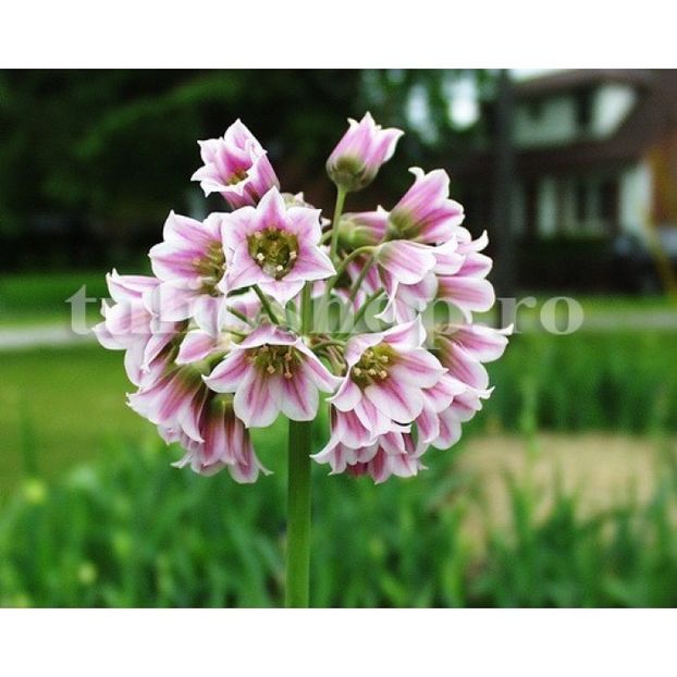 Bulbi Allium Siculum (Ceapa decorativa) - Bulbi Flori Toamna 2018