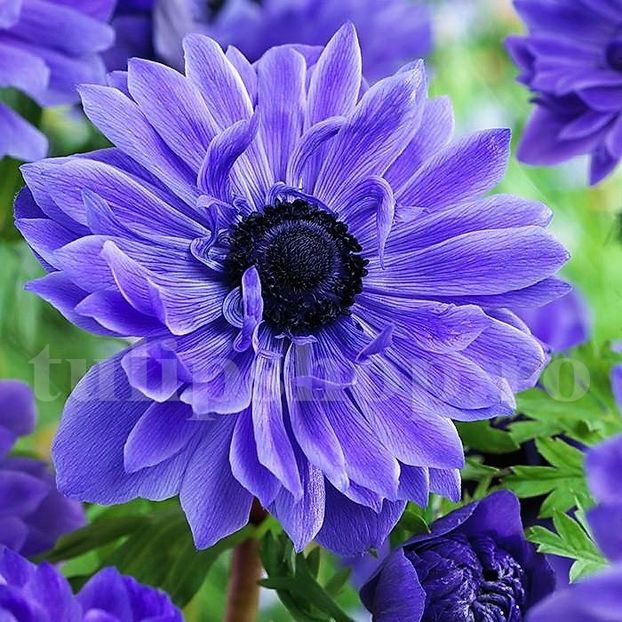 Bulbi Anemone Lord Lieutenant - Bulbi Flori Toamna 2018