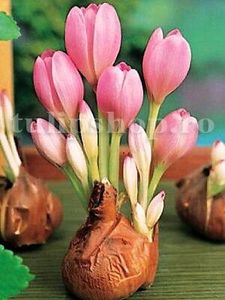 Bulbi Branduse Giant (Colchicum) - Bulbi Flori Toamna 2018