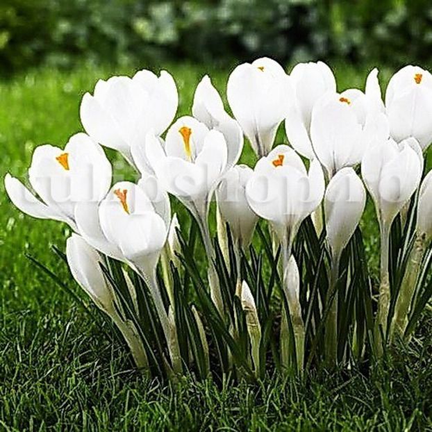 Bulbi Branduse Jeanne dArc (Crocus) - Bulbi Flori Toamna 2018