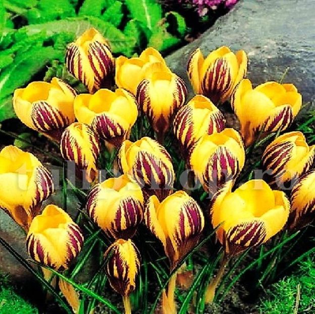 Bulbi Branduse Saturnus (Crocus) - Bulbi Flori Toamna 2018