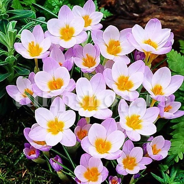 Bulbi Branduse Sieberi Firefly (Crocus) - Bulbi Flori Toamna 2018