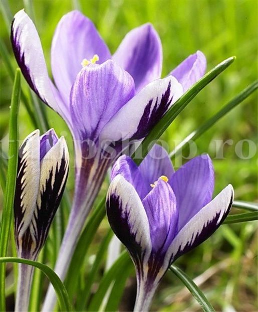 Bulbi Branduse Spring Beauty (Crocus) - Bulbi Flori Toamna 2018