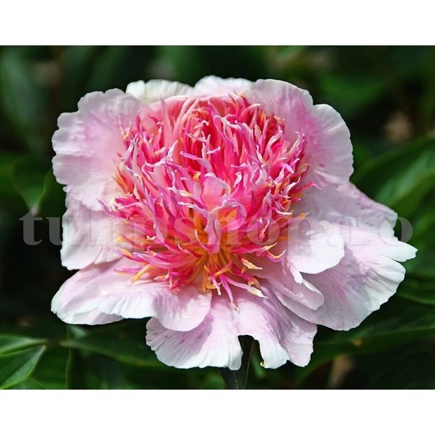 Bulbi Bujori Do Tell (Paeonia) - Bulbi Flori Toamna 2018
