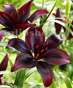 Bulbi Crin Mapira (Lilium) - Bulbi Flori Toamna 2018