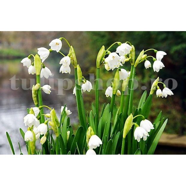 Bulbi Ghiocei de Vara Gravetye Giant - Bulbi Flori Toamna 2018