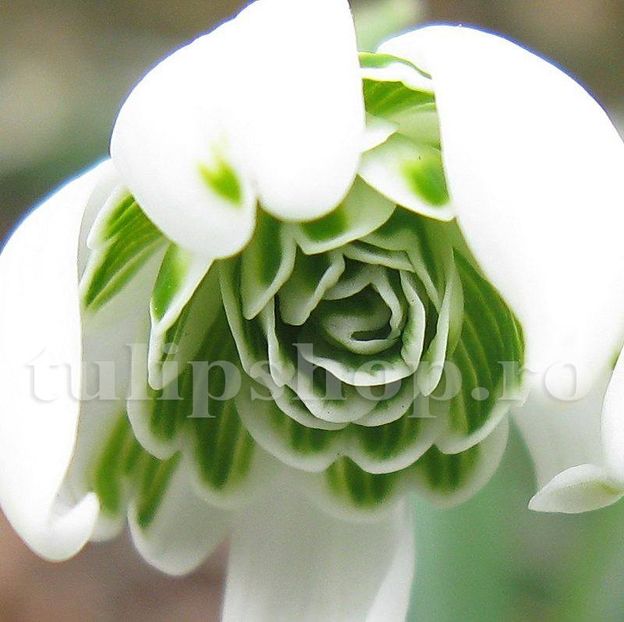 Bulbi Ghiocei Flore Pleno (Galanthus) - Bulbi Flori Toamna 2018