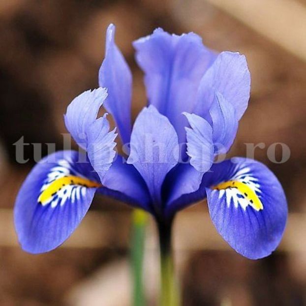 Bulbi Iris Harmony (Stanjenel) - Bulbi Flori Toamna 2018
