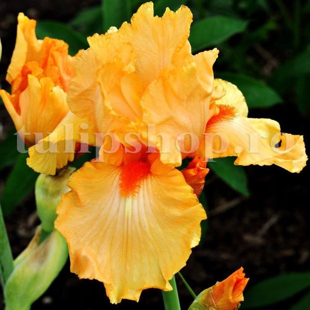 Bulbi Iris Orange Harvest (Stanjenel) - Bulbi Flori Toamna 2018