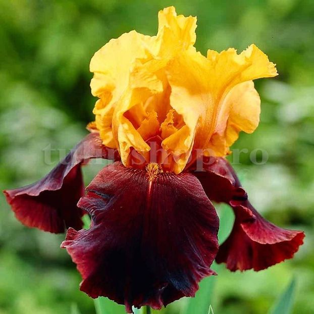 Bulbi Iris Supreme Sultan (Stanjenel) - Bulbi Flori Toamna 2018