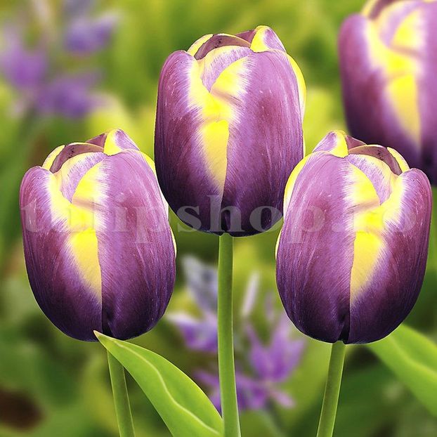 Bulbi Lalele Arabian Beauty (Tulip) - Bulbi Flori Toamna 2018
