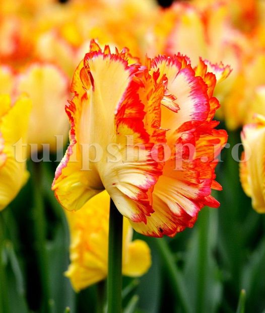 Bulbi Lalele Caribbean Parrot (Tulip) - Bulbi Flori Toamna 2018