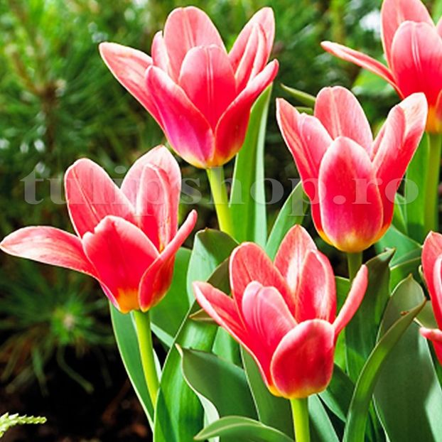Bulbi Lalele Fashion (Tulip) - Bulbi Flori Toamna 2018