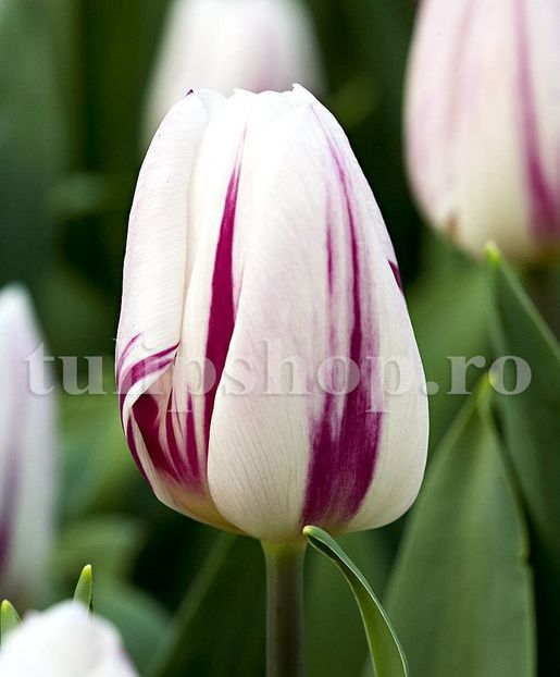 Bulbi Lalele Flaming Flag (Tulip) - Bulbi Flori Toamna 2018